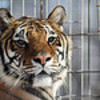 Bigcat_large