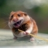 Hammy_large