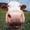 bovine