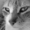 PERR0_HUNTER