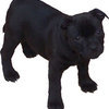 Puppy-dog_large
