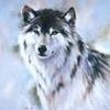 Wolf_large