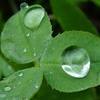 Rain-drop_large