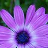 Purple_flower_6-11-08_large