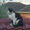 PatDeveloper