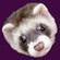 ferretsgames