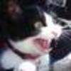 Cat_normal_large