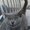 Ruvenj Kitteh