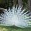 Peacock_normal_large