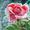 elessar