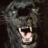 Black_panther5_normal_large