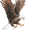 Eagle-avatar_normal_large