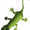 Green Lizard