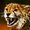 Cheetah OnCold