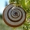 Twitter-shell_normal_large