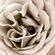 halo gifts and homeware