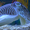 polypus