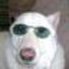 Coolio-dog_www