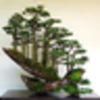 Bonsai_normal_large