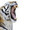 Tigerdoom Web Site Design