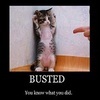 Kitten_large