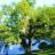 Quercus Florida