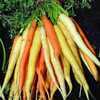 Carrot_rainbow_large