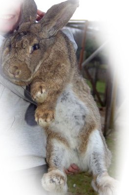 bigrabbit