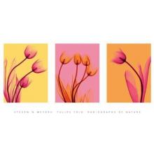 Tulips Trio Poster Print