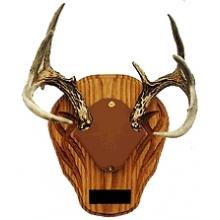 King Antler Trophy Mounting