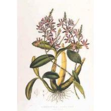 Schomburgkia Tibicinis Poster Print