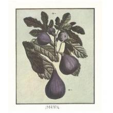 French Fruit Plate/Fig Poster Print