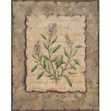 Vintage Herbs-Sage Poster Print