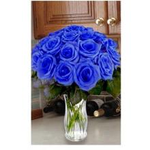 24 Blue Roses