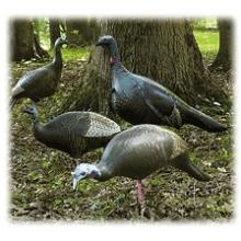 ChrkeeMF Ultimate 4pk Flock