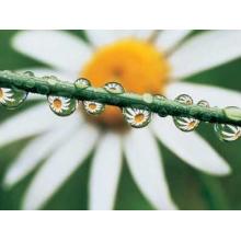Daisy Poster Print