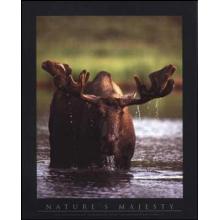 Bull Moose Poster Print
