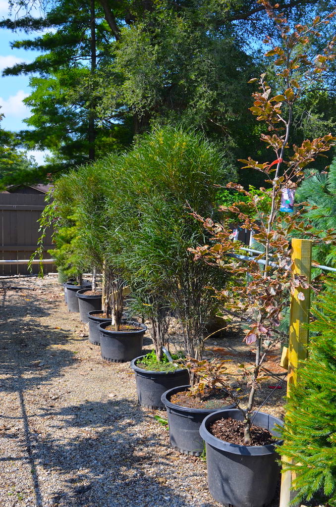 Plant Center Annual Nursery Auction Scheerer McCulloch