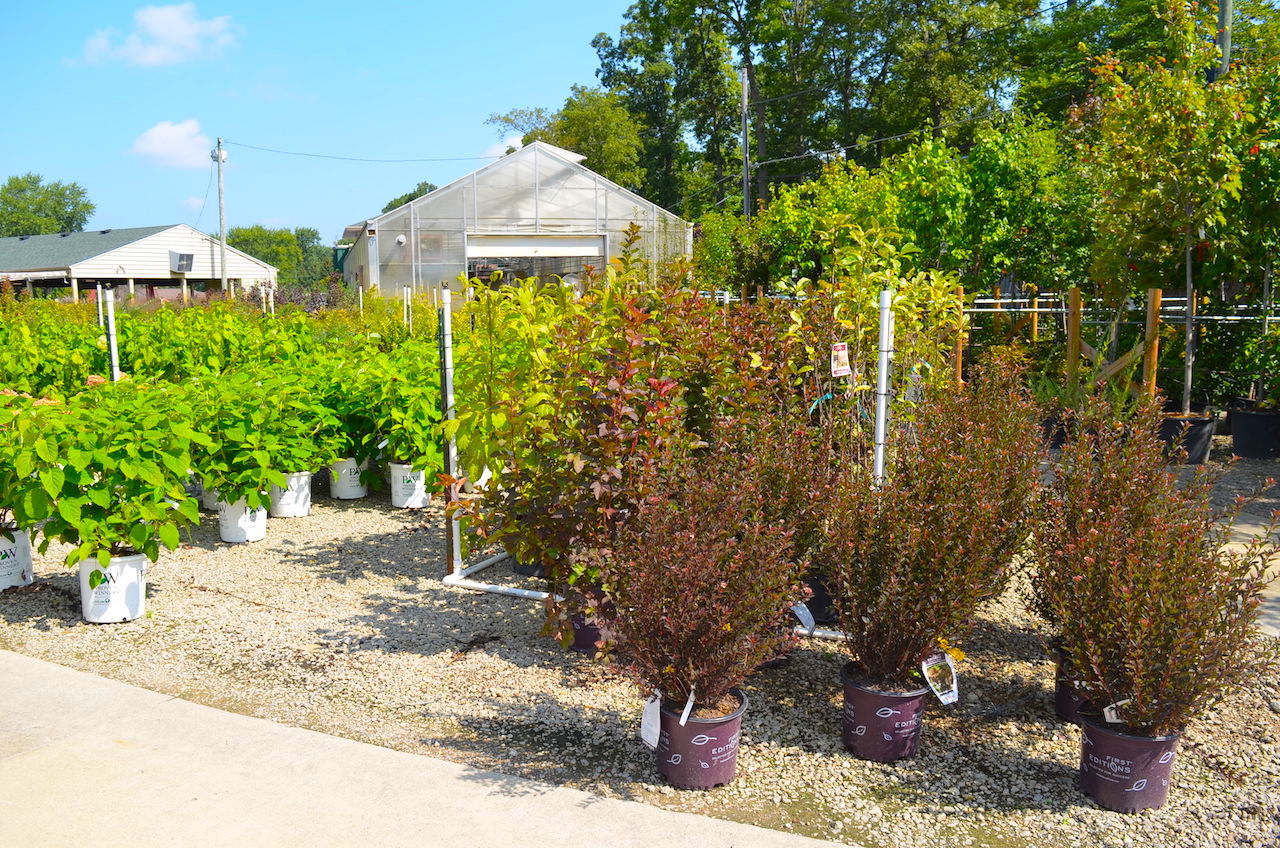 Plant Center Annual Nursery Auction Scheerer McCulloch Indiana