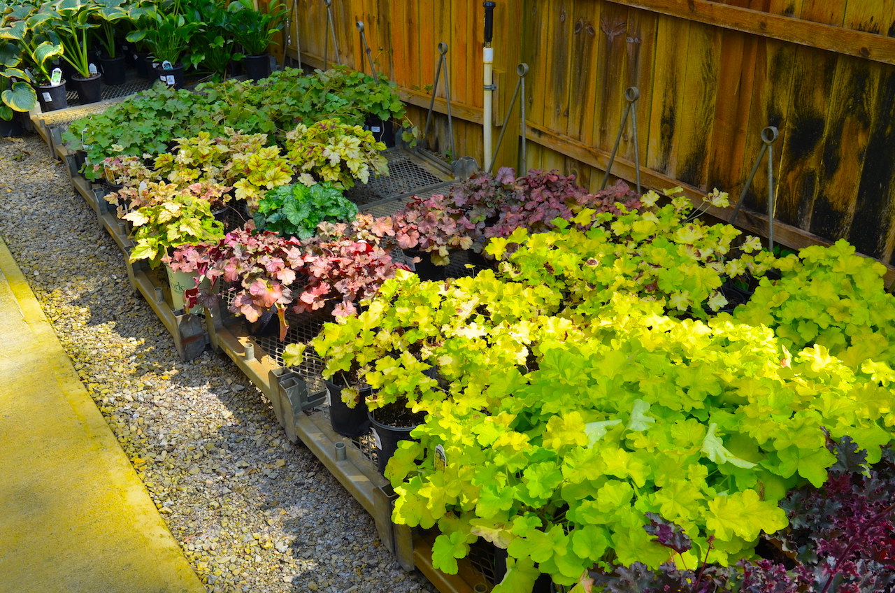 Plant Center Annual Nursery Auction Scheerer McCulloch Indiana