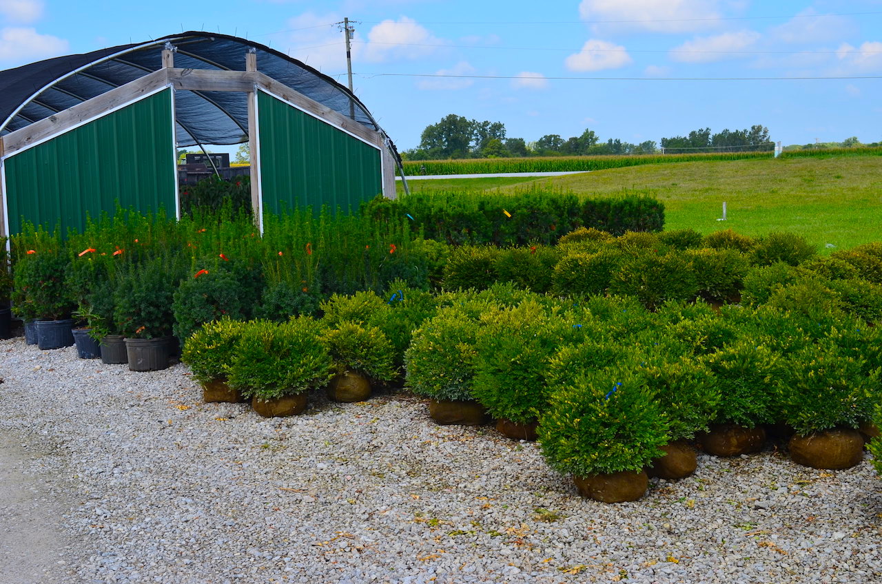 Plant Center Annual Nursery Auction Scheerer McCulloch