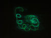 Hologlyphics_coils_thumbnail