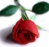 Single-red-rose-1_thumbnail