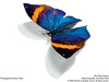 Buterfly_thumbnail