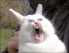 Shock_bunny_thumbnail