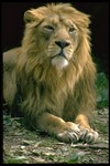 Leone_thumbnail