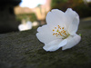 Sakura_thumbnail