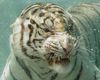 Tigerrr_thumbnail