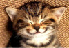 Cat_thumbnail