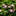 Water_lilies_tinier